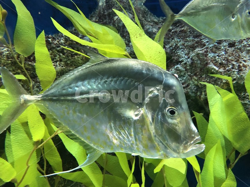 아쿠아리움,물고기,못생긴물고기,바다생물,바다,수족관,물,동물,fish