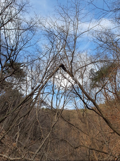 treetrunk,겨울나무,나무,파란하늘,구름,겨울산,자연,풍경,nature,landscape