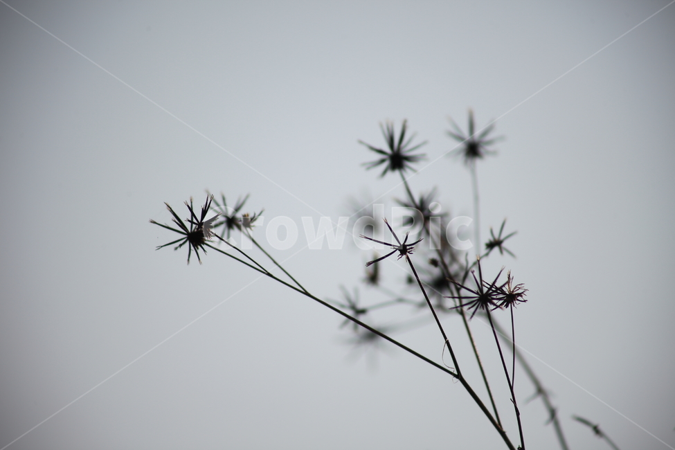 도깨비바늘,식물,잡초,풀,spanishneedles,식물,자연,plants,nature