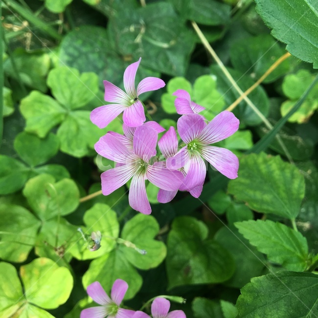 분홍,꽃,자연,풍경,분홍꽃,식물,자연,plants,nature,꽃,flower