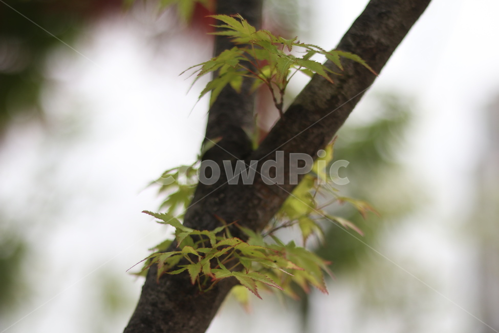 단풍,연두,봄,햇빛,새순,식물,자연,plants,nature,나무,trees,wood