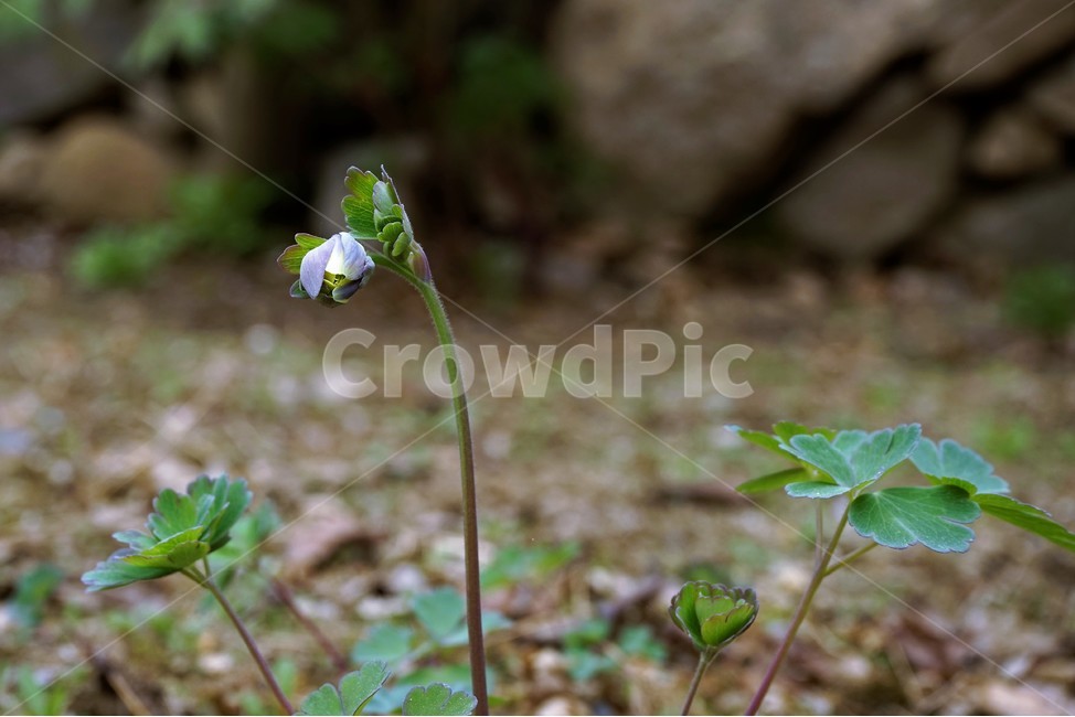 매발톱꽃,봄,꽃봉우리,columbine,bud,leaves,beforeflowering,nature,plant,식물,자연,plants,nature,꽃,flower