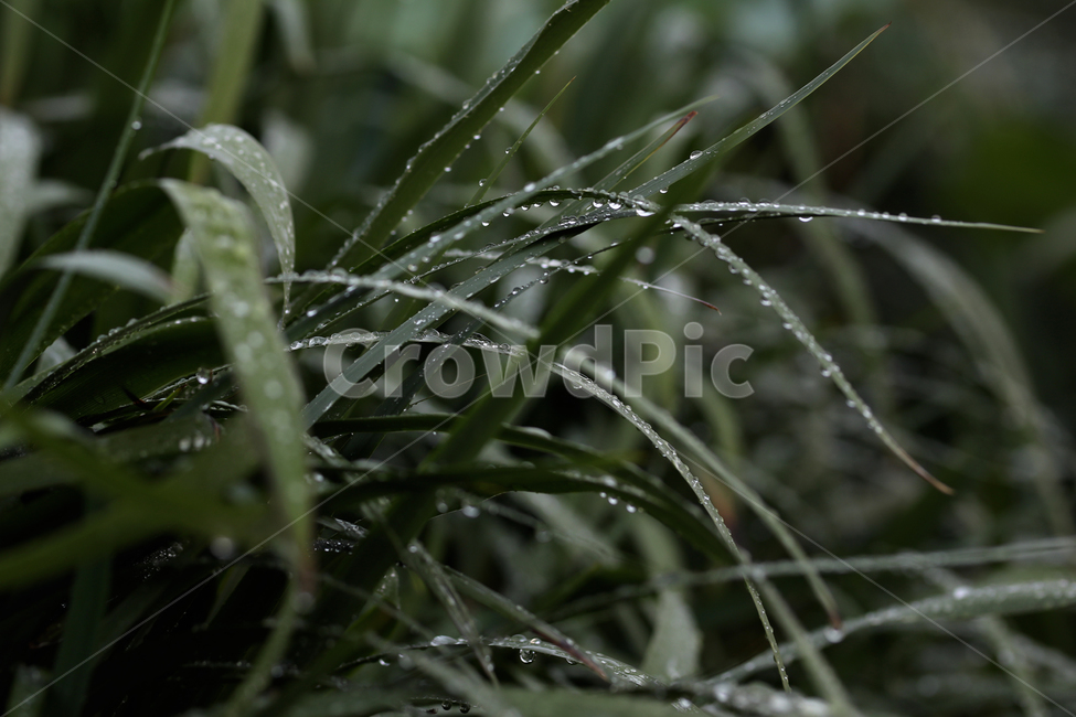 물방울,비,풀,이슬,아침,식물,자연,plants,nature