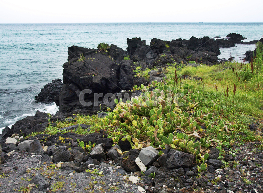 선인장자생지,백년초,제주,올레14코스,올레길,바다,자연,풍경,nature,landscape,제주도,jeju,jeju island,rubble,파편