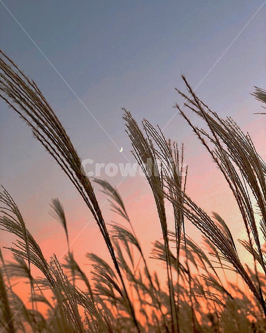 억새,노을,하늘,억새축제,하늘공원,가을,계절,fall,autumn,season,야경,밤,풍경,nightscape,night,landscape,식물,자연,plants,nature,색깔,색상,색채,색감,color sense,color sensitivity,feeling of color,plant,grass,잔디