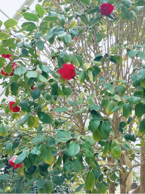 동백꽃,꽃,꽃나무,화목류,붉은꽃,식물,자연,plants,nature,꽃,flower
