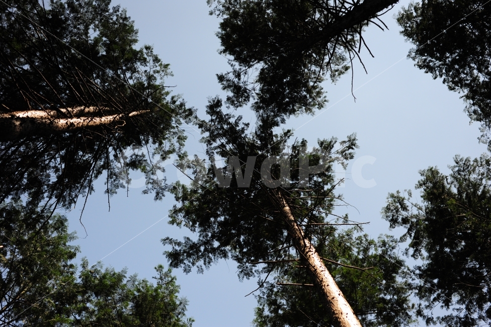 숲,나무,편백나무,피톤치드,편백,하늘,올려보다,자연,풍경,nature,landscape,tree,plant,식물