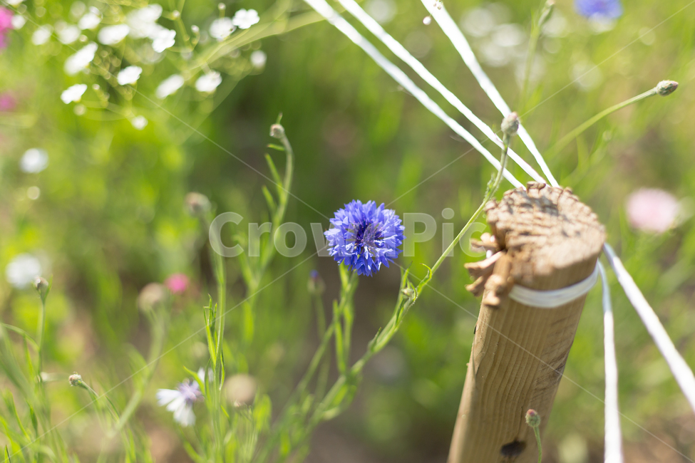 수레국화,꽃,식물,자연,클로즈업,식물,자연,plants,nature,꽃,flower,감성,sensible,feeling