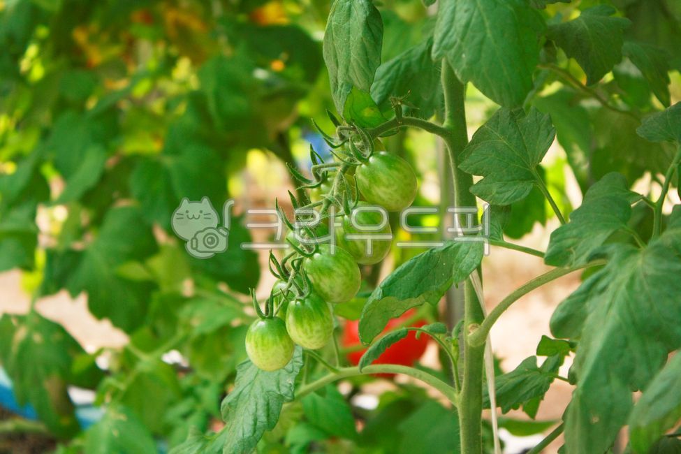 unripe,cherry tomato,farm,ripening,fruit,summer,cherrytomato,fruit