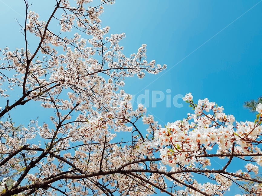 꽃,벚꽃,cherryblossom,봄,하늘,봄,계절,spring,season,식물,자연,plants,nature,꽃,flower