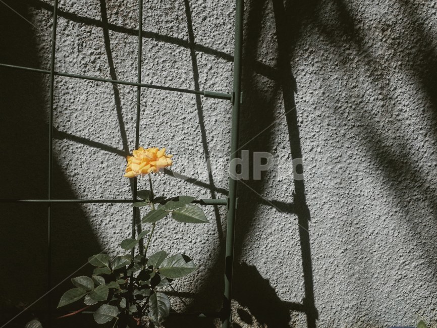 꽃,노란색,담장,그림자,차분함,들꽃,자연,식물,plant,flower,식물,자연,plants,nature,꽃,flower