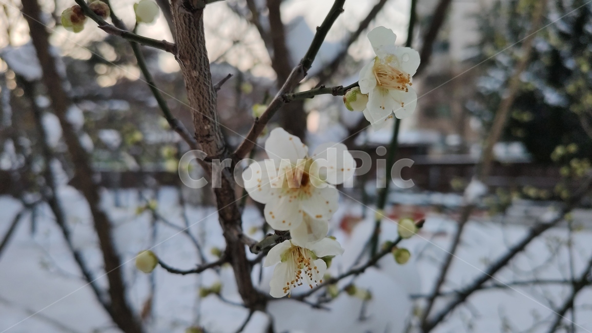 청매화,매화나무,매실나무,매화,매화꽃,봄꽃,장미과,plant,식물,blossom,flower,꽃,식물,자연,plants,nature,꽃,flower