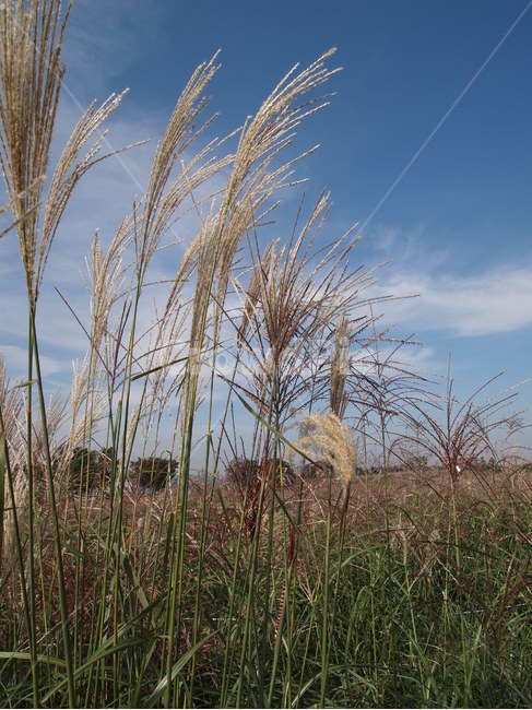 하늘공원,갈대,가을,갈대밭,하늘,가을하늘,가을,계절,fall,autumn,season,grass,잔디,plant,식물,lawn,reed