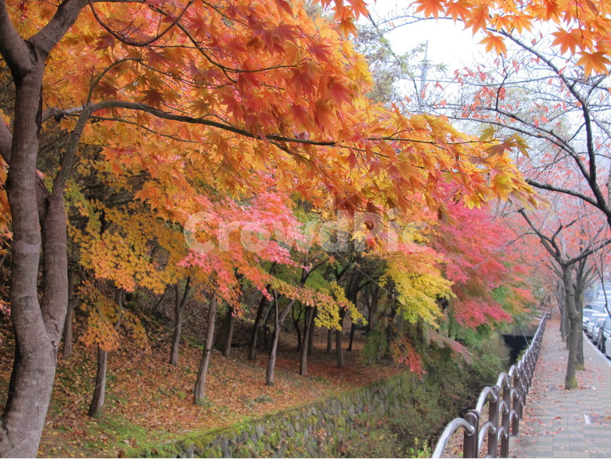 단풍,가을,maple,낙옆,붉은,fall,nature,plant,가을,계절,fall,autumn,season,자연,풍경,nature,landscape,식물,leaf,잎,tree,나무