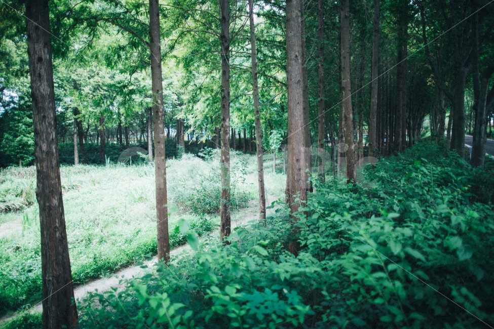 경주,산림환경연구원,스냅,식물,나무,자연,풍경,nature,landscape,휴식,힐링,rest,relaxation,healing,tree,plant