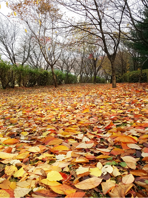 가을,낙엽,거리,단풍잎,단풍,나무,잎,leaf,plant,식물,가을,계절,fall,autumn,season,ground,바닥,tree