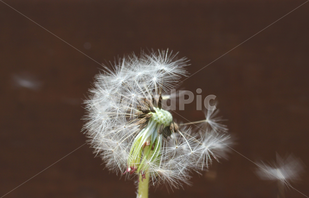 민들레씨,씨앗,민들레,민들레씨앗,씨,꽃씨,자연,식물,클로즈업,seed,plant,dandelion,seeds,soft,부드러운,봄,spring,야외,정원,흰색,화이트,하얀색,바람