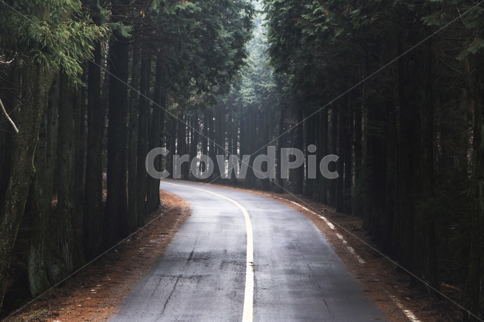 Tree-lined road,pine tree,road,car,metasequoia,travel,winter,romance,memory,Jeju Island,background,background,Chuhee