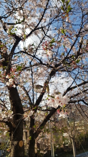 벚꽃,봄,여름,화사함,미세먼지