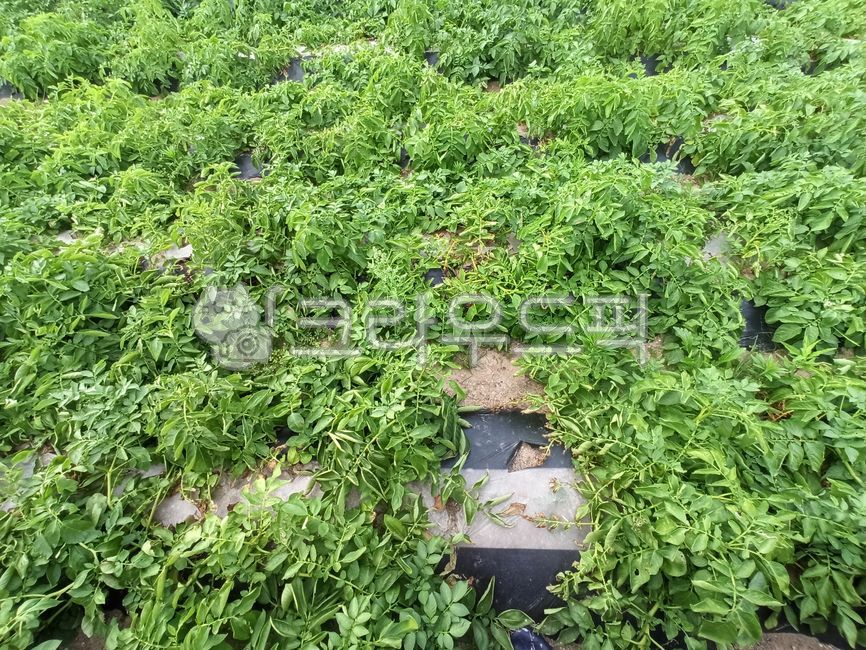 감자밭,감자농사,감자수확,채소,감자재배,농산물