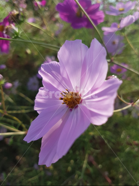 plant,제라늄,식물,blossom,pollen,화분,flower,geranium,꽃,분홍,선명,싱싱,식물,자연,plants,nature,꽃,flower