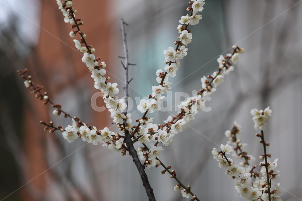봄,꽃,3월,매화,봄날,봄,계절,spring,season,식물,자연,plants,nature,꽃,flower,plant