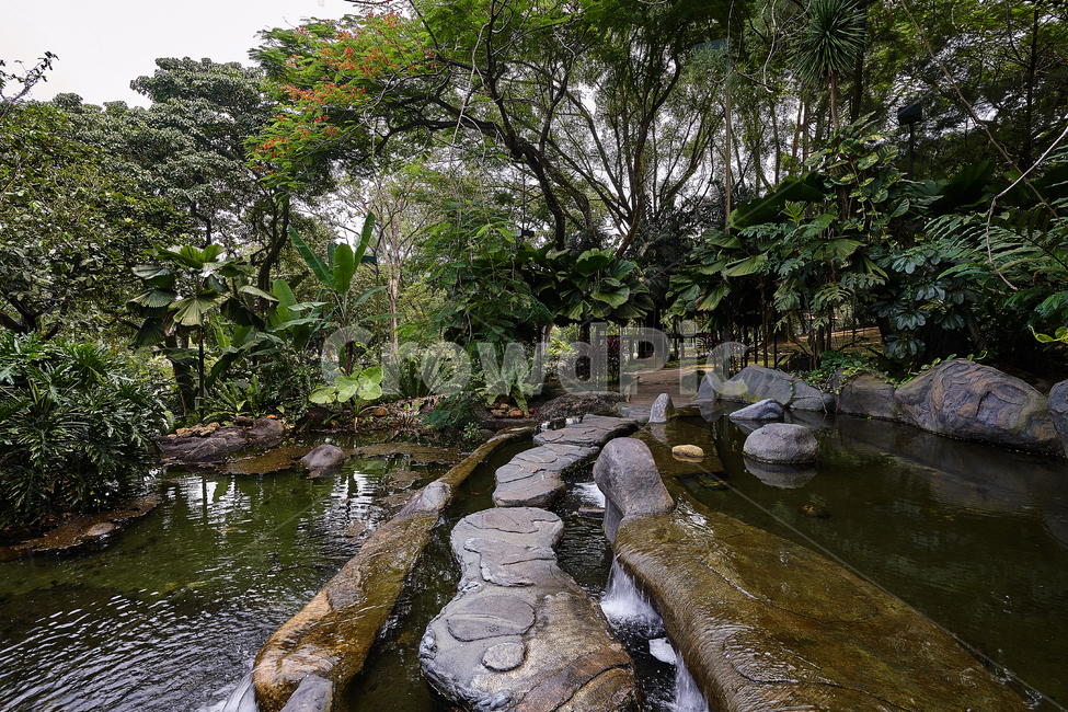 쿠알라룸푸르,공원,나무,열대,정원,자연,풍경,nature,landscape,water,물,outdoors,옥외