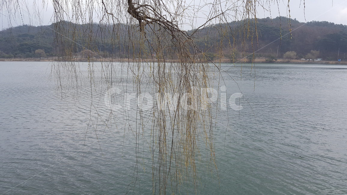 봄,호수,버드나무,능수버들,물,자연,풍경,nature,landscape,식물,plants,나무,trees,wood
