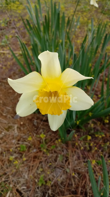 꽃,봄꽃,plant,blossom,flower,수선화
