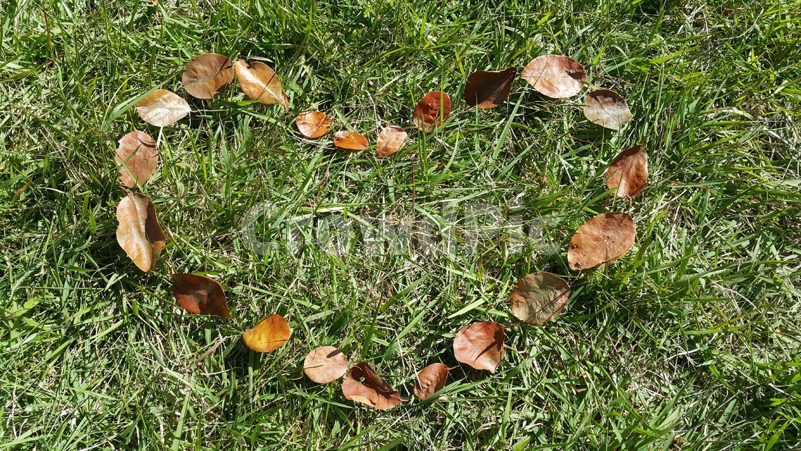 나뭇잎,하트,사랑,love,잔디,가을,계절,fall,autumn,season,감정표현,기분,feeling,emotion,ground,바닥