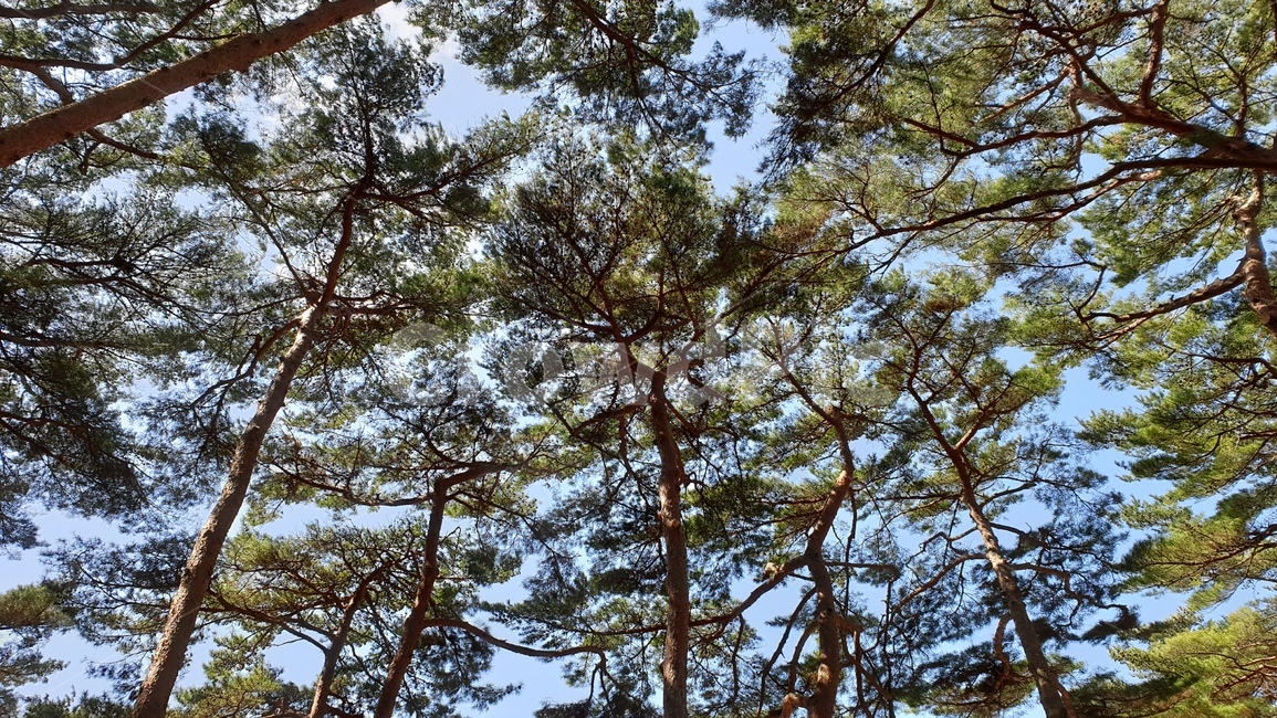 안면도,자연휴양림,소나무,숲,파노라마,풍경,자연,풍경,nature,landscape,나무,trees,wood,tree,plant,식물,fir,전나무,conifer,구과 식물