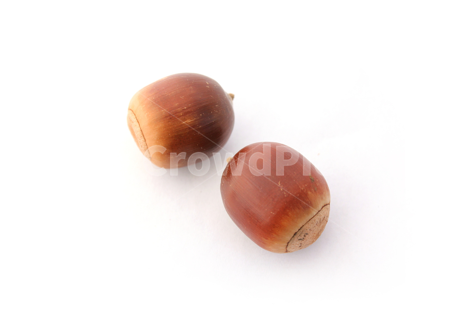 도토리,열매,가을,갈색,브라운,음식,식재료,자연,음식재료,붉은색,autumn,fall,acorn,brown,red,food,nature,흰배경,가을,계절,fall,autumn,season,음식,식재료,요리,food,cook,meal,dishes,food reserves,과일,열매,fruit,누끼,remove background,plant,식물,vegetable,야채,nut,너트