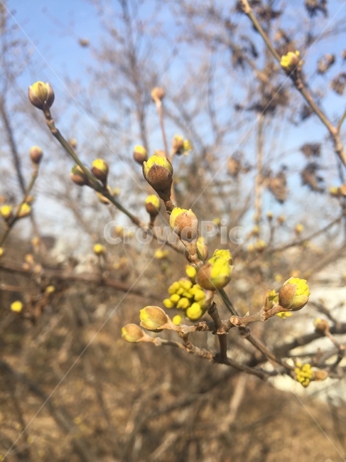 싹,bud,flower,꽃,blossom,plant,식물,tree,나무,산수유,봄,꽃봉오리,꽃봉우리,노란꽃