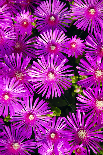 꽃,보라,예쁜꽃,봄꽃,보라색,식물,자연,plants,nature,꽃,flower