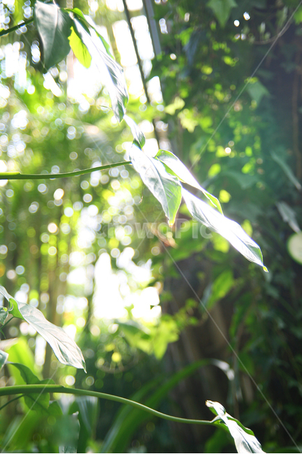 식물,plant,초록색,식물원,나무,잎,leaf