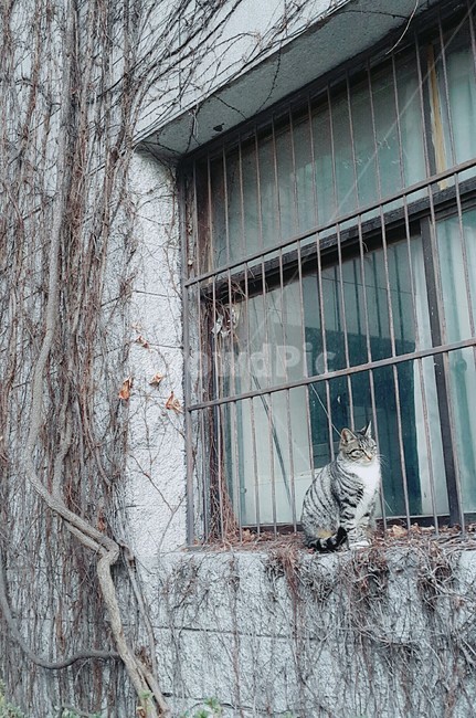 고양이,창문,고뇌,여유,고등어,동물,animal,포유류,mammal,고양이,cat,kitten,kitty