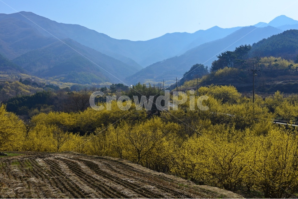전남,구례,산동,산수유마을,산동산수유마을,산수유,산수유꽃,봄꽃,봄,계절,노랑꽃,mountain,산,mountainrange,산맥,nature,자연,outdoors,옥외,water,물,자연,풍경,nature,landscape