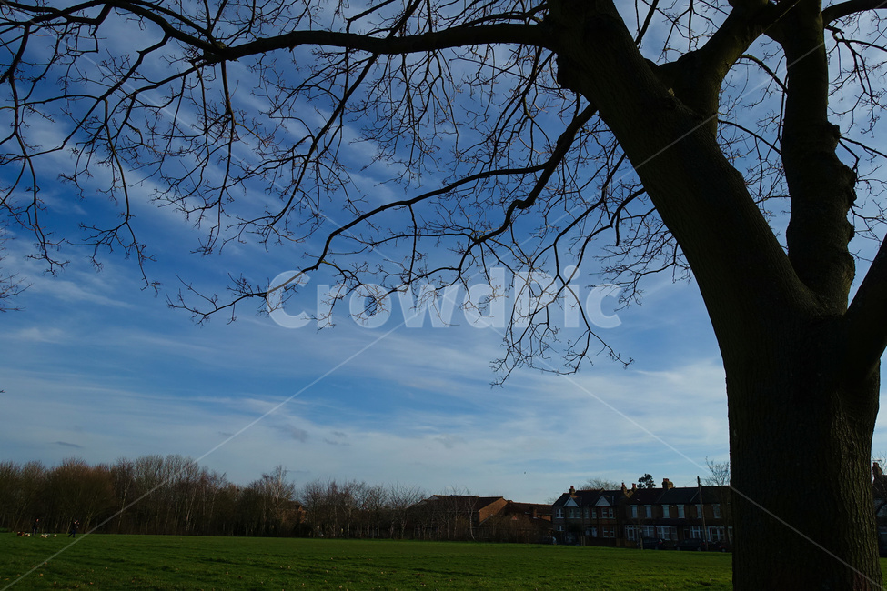 공원,grass,잔디,plant,식물,tree,나무,treetrunk,나무줄기,영국,풍경,하늘,sky,england,unitedkingdom,british,자연,풍경,nature,landscape,tree trunk,나무 줄기