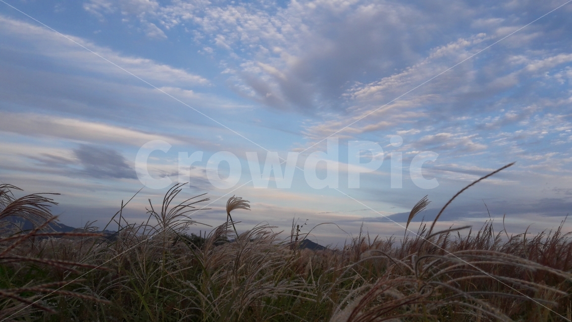 상암동,하늘공원,억새풀,파란하늘,구름,가을,계절,fall,autumn,season,자연,풍경,nature,landscape,한국자연풍경,한국자연경관,korea nature landscape,grass,잔디,plant,식물,lawn