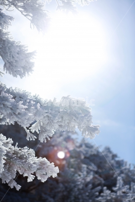 나무,겨울,제주도,한라산,한라산나무,겨울,계절,winter,season,식물,자연,plants,nature