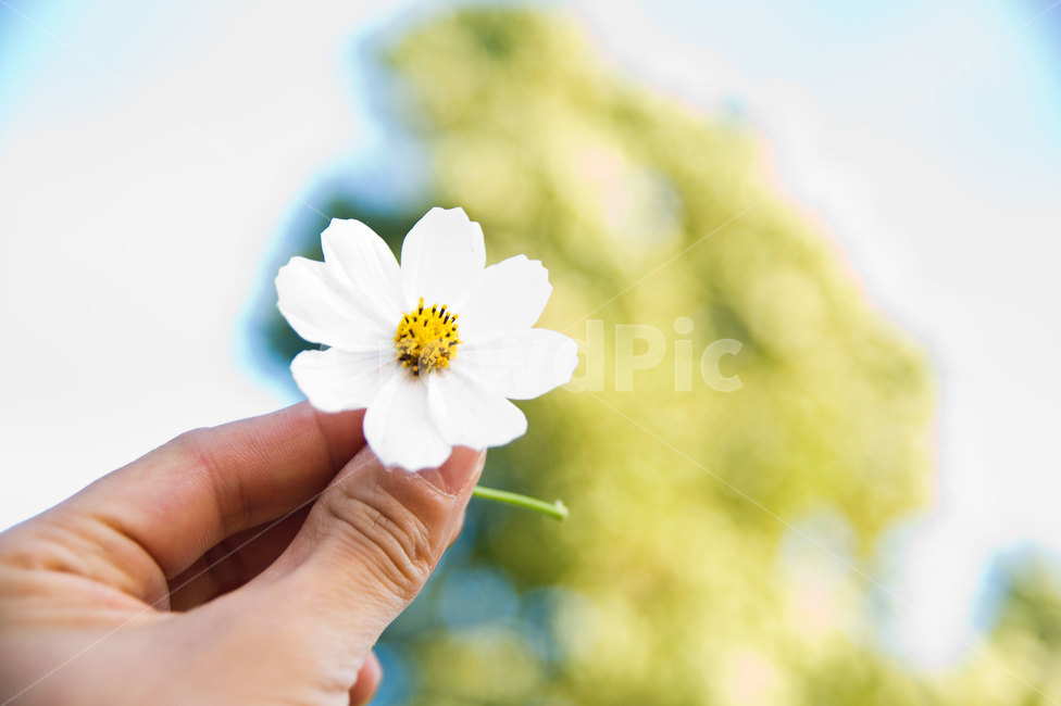 가을,코스모스,하얀꽃,하얀코스모스,가을꽃,손,식물,자연,plants,nature,꽃,flower