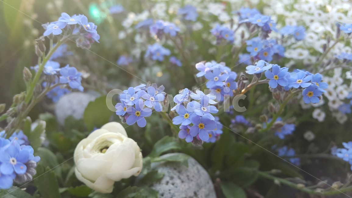 꽃,봄,공원,나들이,식물,컬러,색채,색감,flower,자연,힐링,감성사진