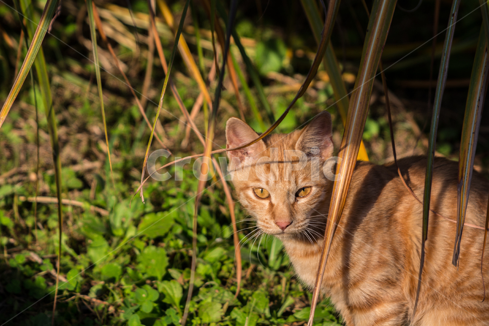 고양이,야생,동물,길냥이,애완동물,자연,야생동물,cat,kitty,wild,animal,동물,animal,포유류,mammal,고양이,cat,kitten,kitty