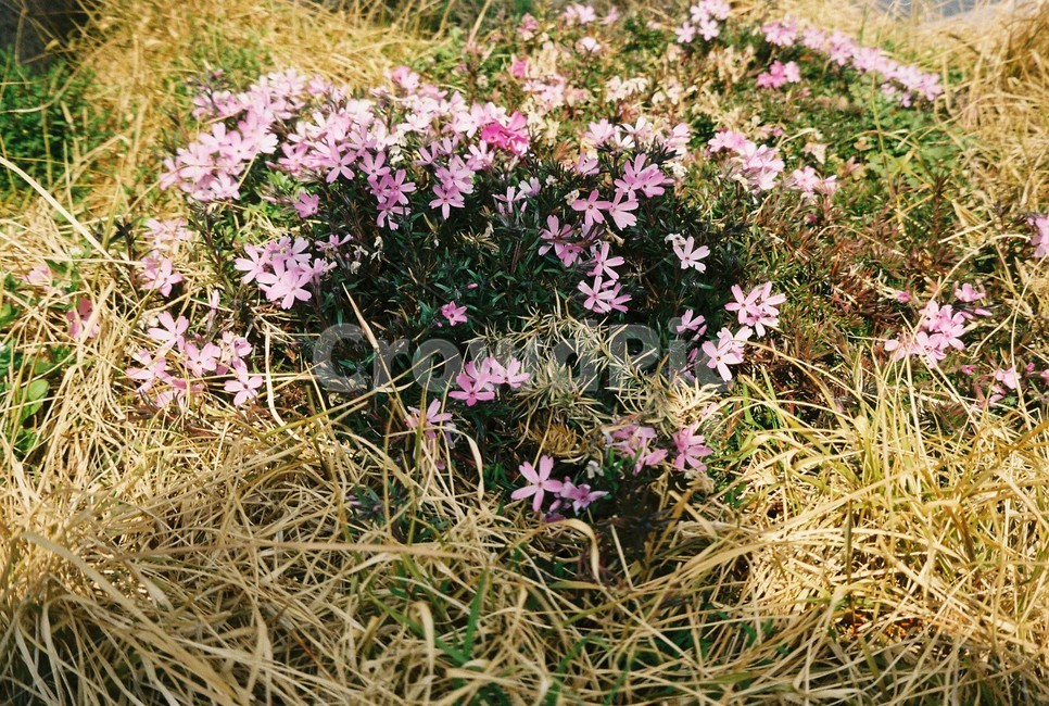 plant,식물,blossom,geranium,꽃,flower,제라늄