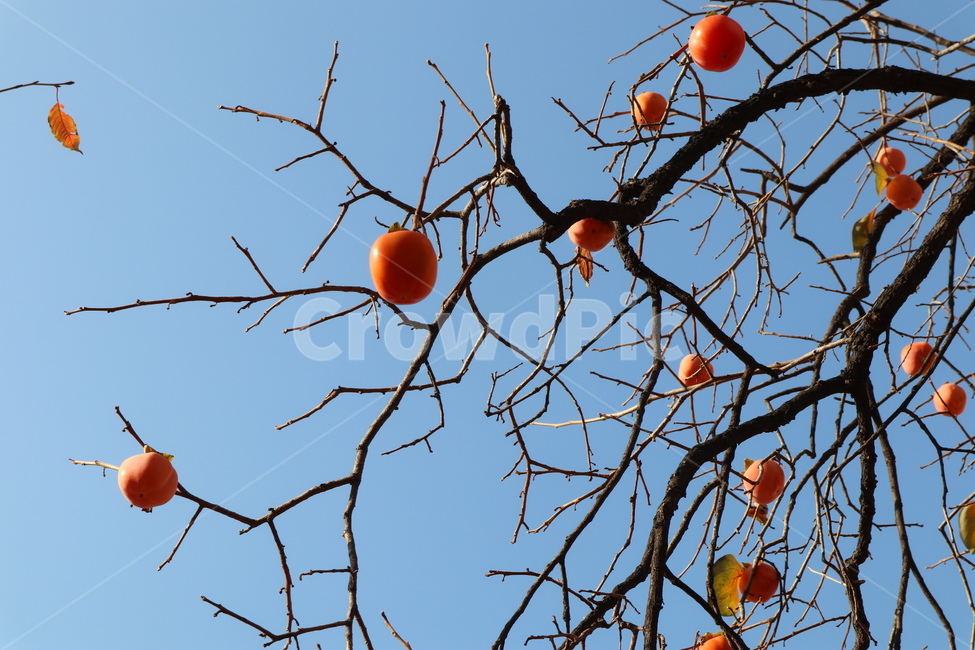 감나무,가을,열매,과일,감,나무가지,식물,자연,plants,nature,나무,trees,wood,과일,열매,fruit