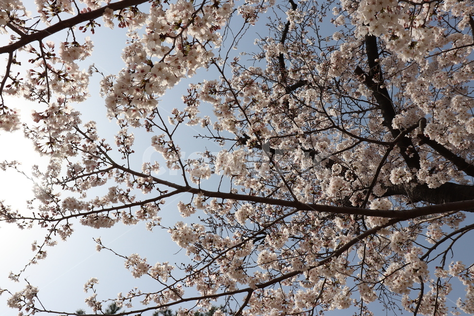 꽃,벚꽃,flower,cherryblossom,spring,봄,나무,4월,tree,자연,식믈,벚나무,꽃나무,봄,계절,spring,season,식물,자연,plants,nature,꽃,flower,plant,cherry blossom,blossom