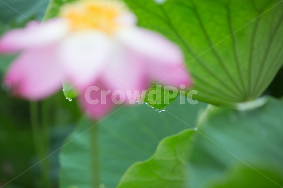 연꽃,꽃,여름꽃,식물,lotus,flower,식물,자연,plants,nature,꽃,flower