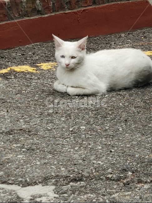 고양이,길,야생,오드아이,하얀색