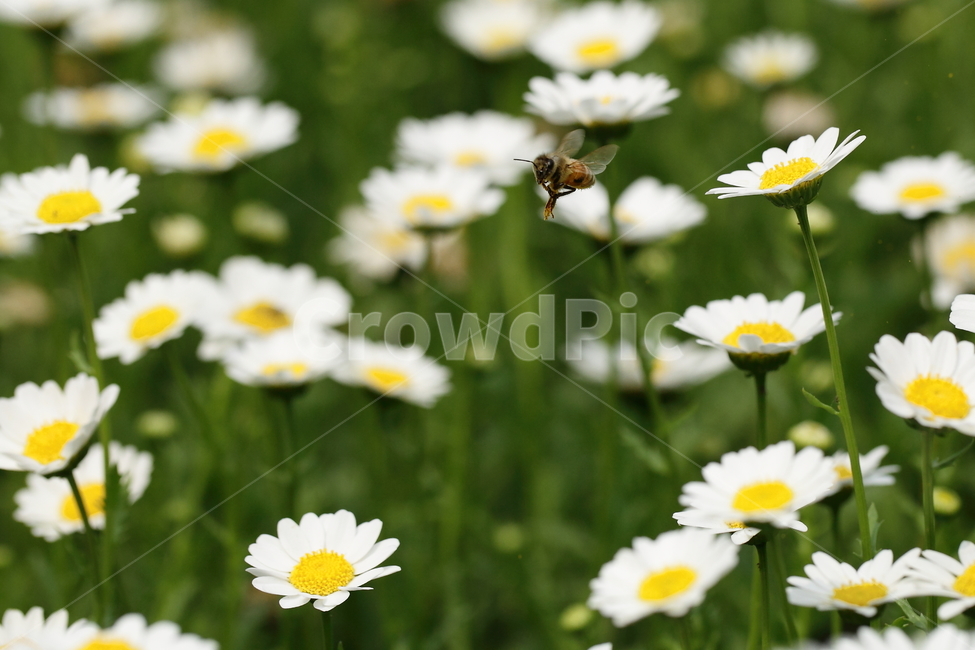 꽃과벌,꿀벌,봄,배경,데이지,데이지꽃,꽃사진,꽃가루,계란후라이,봄,계절,spring,season,식물,자연,plants,nature,꽃,flower,동물,animal,곤충,벌레,insect,bug,plant,blossom,daisy,daisies