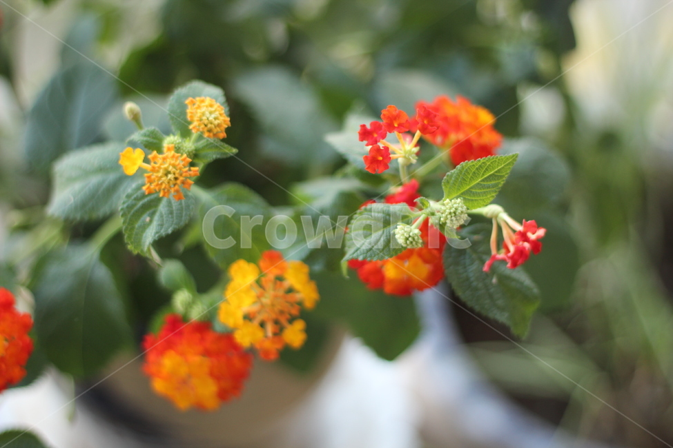 가랑코에,꽃,flower,화분,보케,초록,식물,자연,plants,nature,꽃,flower